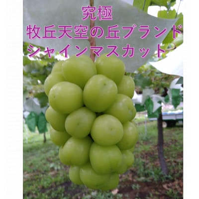 ã2026幎å
è¡åä»ã2026幎9æäžæ¬çºéãç§äžå€©ç©ºã®äžã·ã£ã€ã³ãã¹ã«ããã çŽ1kg(2ã3æ¿)ãé
éäžå¯å°åïŒé¢å³¶ã»æ²çžçãã1473176ã