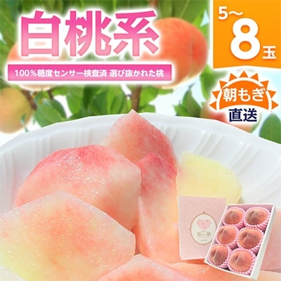 《2026年発送　先行受付》桃 『白桃系』 約2kg 5〜8玉 朝もぎ直送! 選び抜かれた桃【配送不可地域：離島】【1275890】