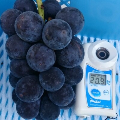 【2026年先行受付】2026年9月下旬発送「幻の牧丘天空の丘キング巨峰」 約1kg(2〜3房)【配送不可地域：離島・沖縄県】【1473334】