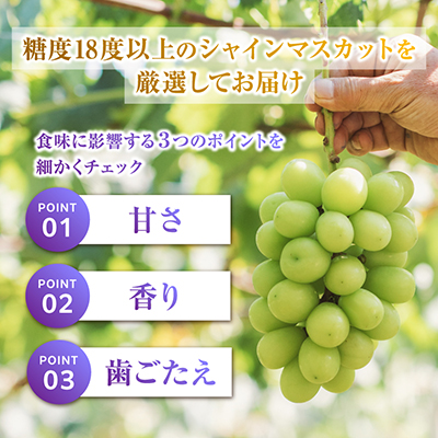 2026年度先行予約 フルーツ王国山梨産厳選 シャインマスカット 1房(約500-600g)【配送不可地域：離島】【1501766】