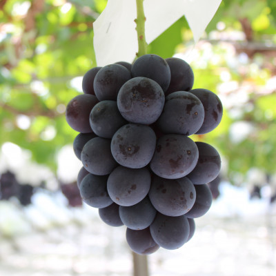 【2026年発送分先行受付】山梨産 巨峰(種無し) 2房 約1kg 化粧箱入り【配送不可地域：離島・沖縄県】【1021830】