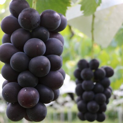 【2026年先行予約】山梨市産　牧丘産　巨峰2房　約1.0kg(2〜3房)【配送不可地域：離島】【1431884】