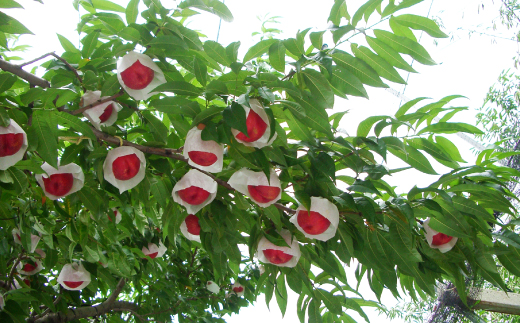 2026年先行　スイートネクタリン　約2kg(6〜12個)【配送不可地域：離島・北海道・沖縄県・中国・四国・九州】【1676551】