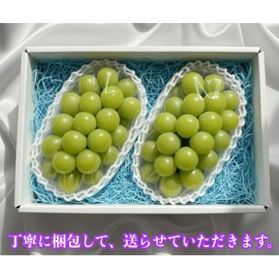 【2026年先行予約】小さな農家の丁寧シャインマスカット計1kg2房入り【配送不可地域：離島】【1699611】