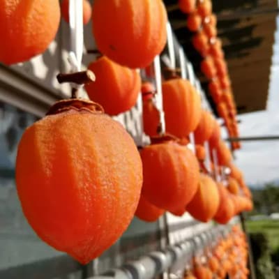 ã500幎ã®äŒçµ±ã«å¹ãããçžèµ·ç©ãå¹»ã®ééãæ¿ æå€§ç³åºŠ50床ãªãŒããŒ2026幎1æäžæ¬ããçºéã1466848ã