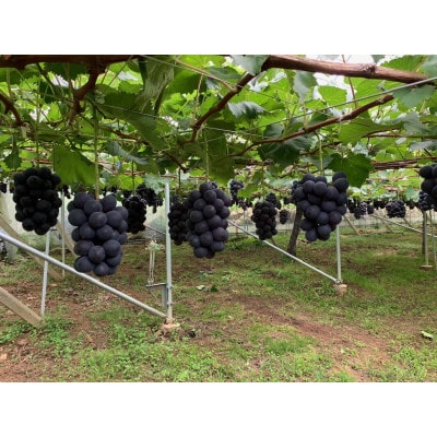 【2026年発送　先行受付】山梨直送!!シャインマスカットと黒系ぶどう　2房(1.2kg以上)【配送不可地域：離島・沖縄県】【1695509】