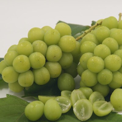 ã2026幎çºéãå³éž!ã·ã£ã€ã³ãã¹ã«ããçŽ1.8ã2.0kgã3ã5æ¿å
¥ããé
éäžå¯å°åïŒé¢å³¶ãã1395552ã