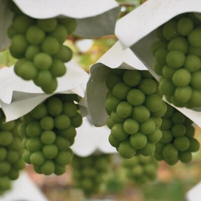 山梨直送!!シャインマスカット 2〜3房(計1.2kg以上)【配送不可地域：離島・沖縄県】【1579257】