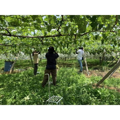 ã2026幎çºéãå
è¡åä»ã山梚çŽé!!ã·ã£ã€ã³ãã¹ã«ãã 2ã3æ¿(1.2kg以äž)ãé
éäžå¯å°åïŒé¢å³¶ã»æ²çžçãã1695520ã