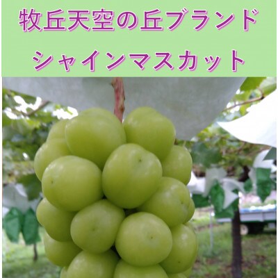 【2026年先行受付】2026年9月中旬発送「牧丘天空の丘シャインマスカット」約1kg(2〜3房)【配送不可地域：離島・沖縄県】【1473199】