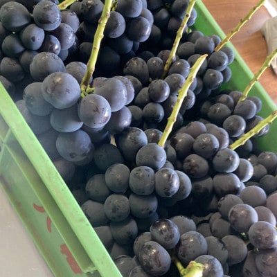 【2026年8月より発送予定】ピオーネ6〜8房(約4.0kg)【配送不可地域：離島】【1727826】