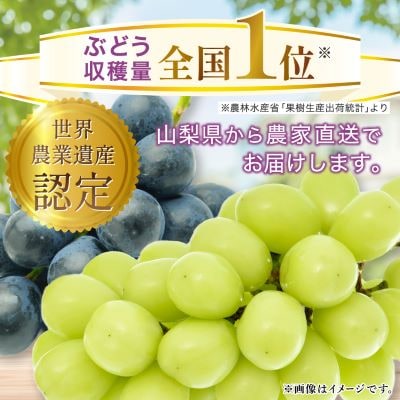縲2026蟷エ 蜈郁。御コ育エ縲代す繝」繧、繝ウ繝槭せ繧ォ繝繝 邏1kg (1縲2謌ソ) 譛晄治繧 繧キ繝」繧、繝ウ繝槭せ繧ォ繝繝医宣埼∽ク榊庄蝨ー蝓滂シ夐屬蟲カ繝サ豐也ク逵後代1299620縲