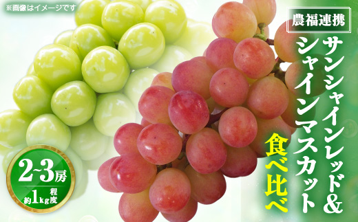【2026年発送】サンシャインレッド&シャインマスカット 贅沢2色食べ比べ 計1kg 【農福連携】【配送不可地域：離島】【1690334】