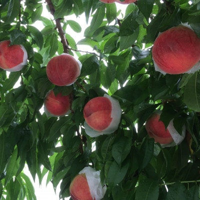 【桃の横綱気品あふれる　白鳳】本場山梨の品種指定約2kg　7月上旬より順次発送【配送不可地域：離島・北海道・沖縄県・中国・四国・九州】【1704712】