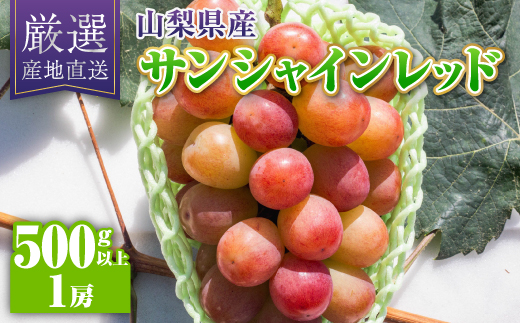 【2026年発送】サンシャインレッド1房(500g以上)【配送不可地域：離島】【1613539】