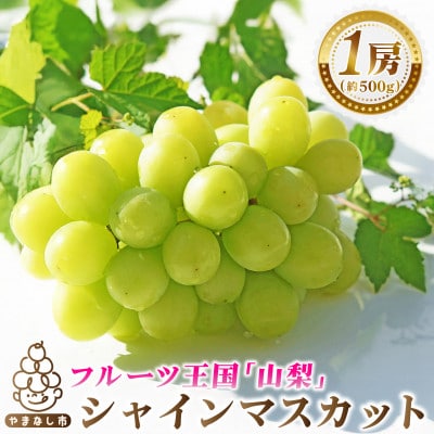 2026年発送　シャインマスカット1房(約500g)【配送不可地域：離島・沖縄県】【1666979】