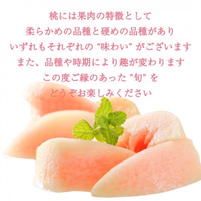 【2026年先行予約】柔らかめの品種の桃・3K(7~9個)「龍の木の実 望月のもも」【配送不可地域：離島】【1495510】