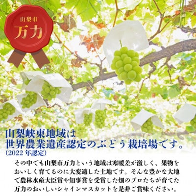 【2026年発送 先行受付】桐箱入り完熟極上シャインマスカット!お中元やギフトに【1房550g以上】【配送不可地域：離島】【1232602】