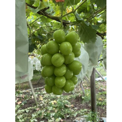 シャインマスカット 2房 入り 1kg 以上【配送不可地域：離島】【1292440】