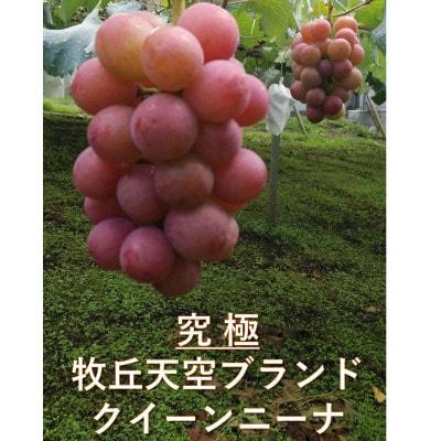 【2026年先行受付】2026年9月下旬発送「牧丘天空クイーンニーナ」 約1kg(2〜3房)【配送不可地域：離島・沖縄県】【1473342】
