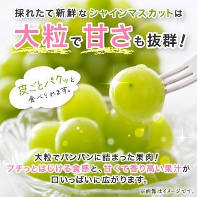 縲2026蟷エ 蜈郁。御コ育エ縲代す繝」繧、繝ウ繝槭せ繧ォ繝繝 邏1kg (1縲2謌ソ) 譛晄治繧 繧キ繝」繧、繝ウ繝槭せ繧ォ繝繝医宣埼∽ク榊庄蝨ー蝓滂シ夐屬蟲カ繝サ豐也ク逵後代1299620縲