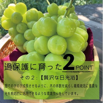 《2026年発送　先行受付》朝もぎ直送!!過保護に育った葡萄『おまかせ3種』3〜6房(約2kg)【配送不可地域：離島】【1643715】