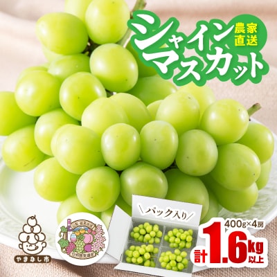 【2026年先行予約】農家直送シャインマスカットパック入1.6kg以上(1房400g×4)【配送不可地域：離島】【1142817】