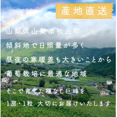 【2026年発送】巨峰ぶどう(種なし) 　2房　1kg 以上　産地直送　山梨県山梨市牧丘産【配送不可地域：離島・沖縄県】【1535963】