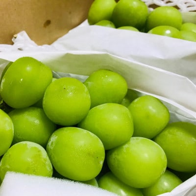 【2026年 先行予約】朝採り シャインマスカット 約1.2kg(2〜4房入り) ふるさと納税【配送不可地域：離島・沖縄県】【1281138】