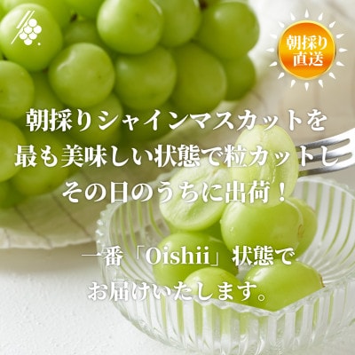 ã·ã£ã€ã³ãã¹ã«ãã ç² çŽ1.2kg èš³ãã ã¶ã©ã ç²ã«ãããé
éäžå¯å°åïŒé¢å³¶ã»æ²çžçãã1568100ã