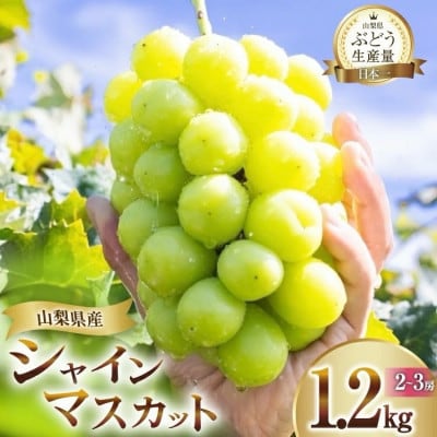 【2026年発送 先行受付】山梨県山梨市産 朝採れ シャインマスカット 1.2kg (2〜3房)【配送不可地域：離島・沖縄県】【1691267】