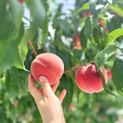 笳2026蟷エ逋コ騾≫螺逕」蝨ー逶エ騾 譯縺ョ驥後h繧翫♀螻翫¢!譌ャ縺ョ譯 5縲8邇(邏2kg)縲宣埼∽ク榊庄蝨ー蝓滂シ夐屬蟲カ縲代1678180縲