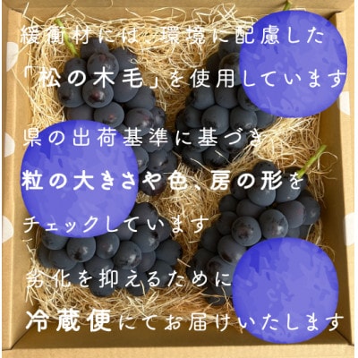 【2026年発送分先行受付】巨峰ぶどう(種なし) 2kg 以上 産地直送 山梨県山梨市牧丘産【配送不可地域：離島・沖縄県】【1535988】