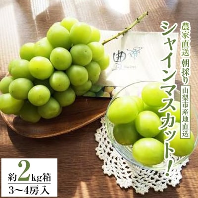 【2026発送予定】シャインマスカット (約2kg箱) 農家直送朝どりシャインマスカット3〜4房【配送不可地域：離島】【1178162】