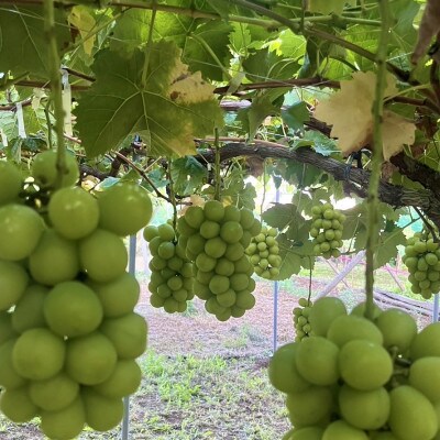 縲2026蟷エ蜈郁。御コ育エ縲代す繝」繧、繝ウ繝槭せ繧ォ繝繝2~3謌ソ(邏1.5kg)縲宣埼∽ク榊庄蝨ー蝓滂シ夐屬蟲カ縲代1508023縲