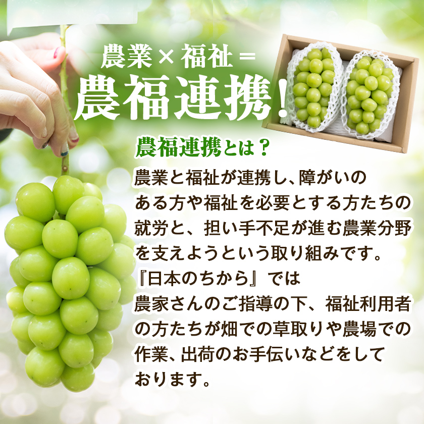 ã2026幎çºé å
è¡åä»ã蟲çŠé£æº ã·ã£ã€ã³ãã¹ã«ãã2æ¿(åèš1kgçšåºŠ)ãé
éäžå¯å°åïŒé¢å³¶ãã1271031ã