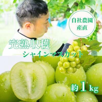 【2026年先行予約】シャインマスカット約1kg 山梨県産 自社農園直送!完熟収穫!【配送不可地域：離島】【1579478】