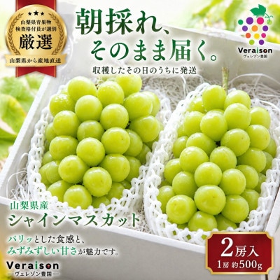 【2026発送予定】朝採り即日発送|検査員厳選シャインマスカット2房(約500g×2)化粧箱【配送不可地域：離島】【1178158】