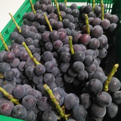 【2026年先行受付】2026年9月下旬発送「幻の牧丘天空の丘キング巨峰」 約1kg(2〜3房)【配送不可地域：離島・沖縄県】【1473334】