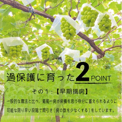 《2026年発送　先行受付》朝もぎ直送!!過保護に育った葡萄『おまかせ3種』3〜6房(約2kg)【配送不可地域：離島】【1643715】