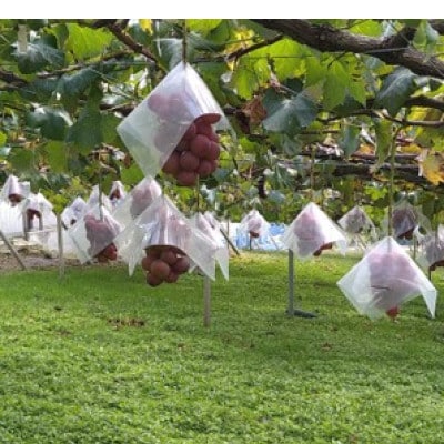 【2026年先行受付】2026年9月中旬発送「牧丘天空クイーンニーナ」約1kg(2〜3房)【配送不可地域：離島・沖縄県】【1473341】