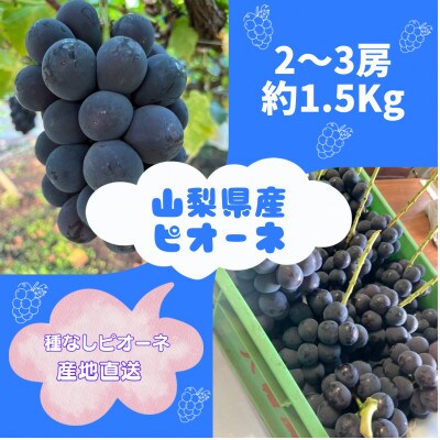 【発送月固定定期便】旬のピオーネ+シャインマスカット2〜3房(約1.5kg)全2回【配送不可地域：離島】【4059693】