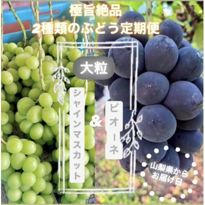 【発送月固定定期便】旬のピオーネ+シャインマスカット2〜3房(約1.5kg)全2回【配送不可地域：離島】【4075417】