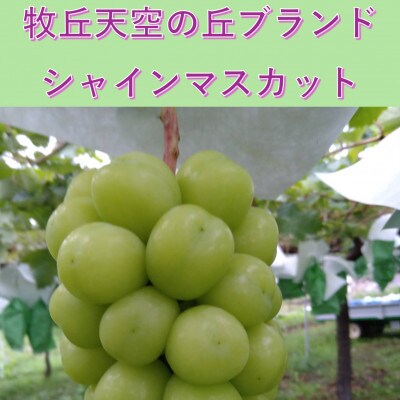 2026年10月下旬発送「牧丘天空の丘シャインマスカット」約1kg(2〜3房)【配送不可地域：離島・沖縄県】【1473213】