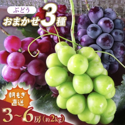 《2026年発送　先行受付》朝もぎ直送!!過保護に育った葡萄『おまかせ3種』3〜6房(約2kg)【配送不可地域：離島】【1643715】