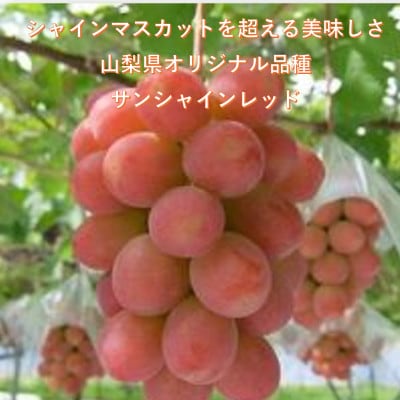 【2026年先行受付】牧丘天空ブランド山梨オリジナル品種サンシャインレッド【配送不可地域：離島】【1691205】