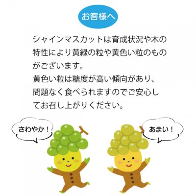 【2026年発送 先行受付】シャインマスカット2房 (計1kg程度) 生産者直送 ! 山梨市万力産【配送不可地域：離島】【1227218】