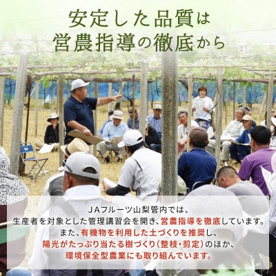 シャインマスカット(2房)【配送不可地域：離島】【1300088】