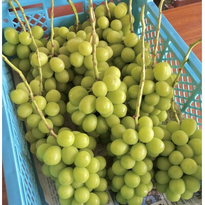 縲2026蟷エ蜈郁。御コ育エ縲代す繝」繧、繝ウ繝槭せ繧ォ繝繝2~3謌ソ(邏1.5kg)縲宣埼∽ク榊庄蝨ー蝓滂シ夐屬蟲カ縲代1508023縲