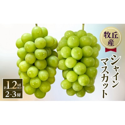 【2026年発送　先行受付】山梨直送!!シャインマスカット 2〜3房(1.2kg以上)【配送不可地域：離島・沖縄県】【1695520】